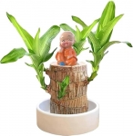 Perpetual Brazilian Wood Plant For Home – 2 Pcslucky Brazil Wood Potted Plant Healthy Indoor Live Lucky For Living Room, Office, Feng Shuie (Without Pot)