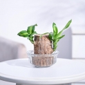 Ugaoo Brazilian Wood Live Plant With Lotus Glass Bowl | Indoor Live Lucky Brazilian Wood Plant For Living Room, Home, Office, Table, Kitchen & Desk Décor