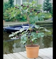 Ibains Gular/Cluster Fig Plant(Hybrid, Pack Of 1)